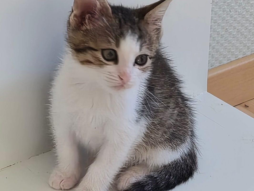 Brindille - Chat Européen à adopter