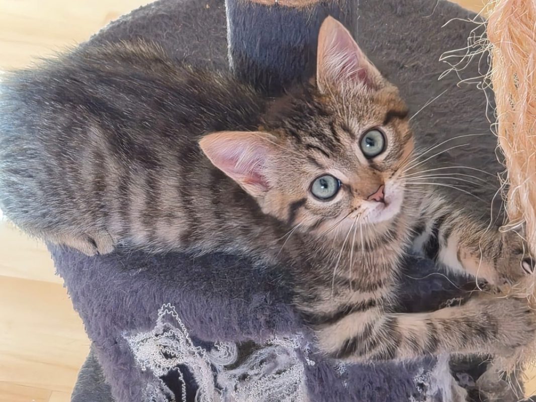 Bambou - Chat Européen à adopter