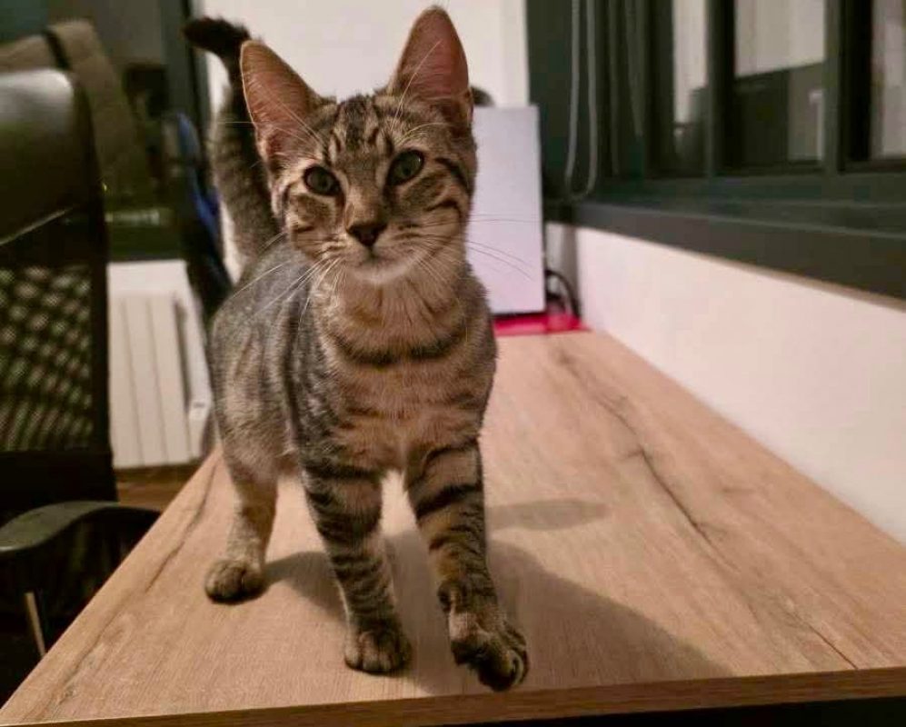 Mantra - Chat Européen à adopter