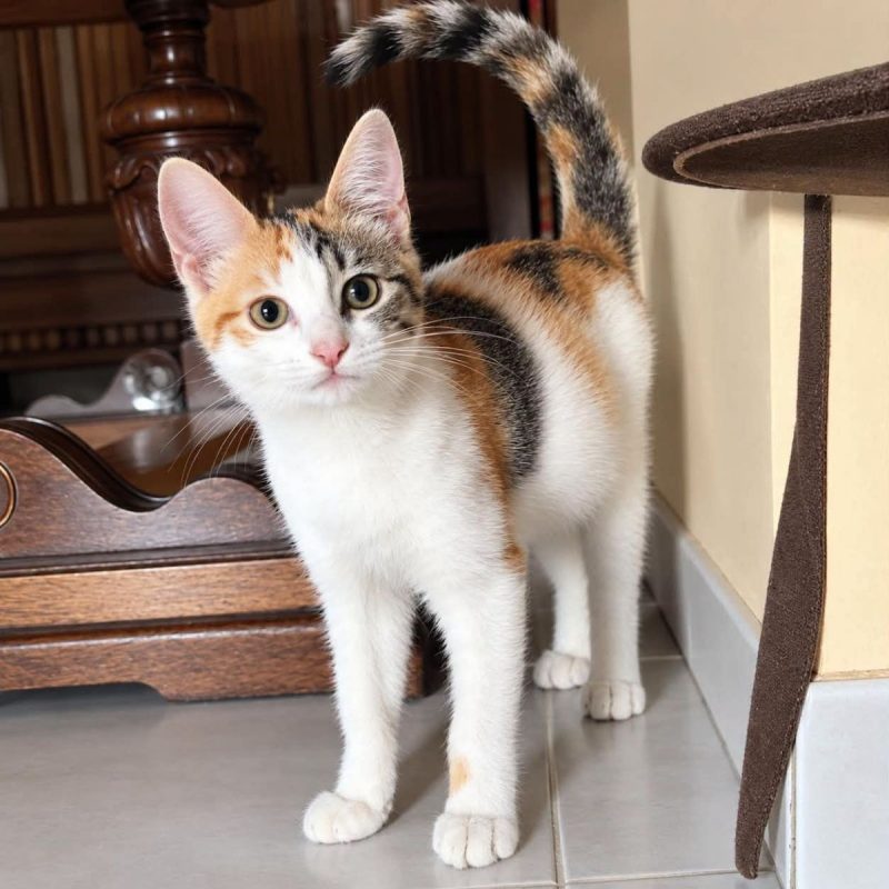 Zimane - Chat Européen à adopter - photo 2