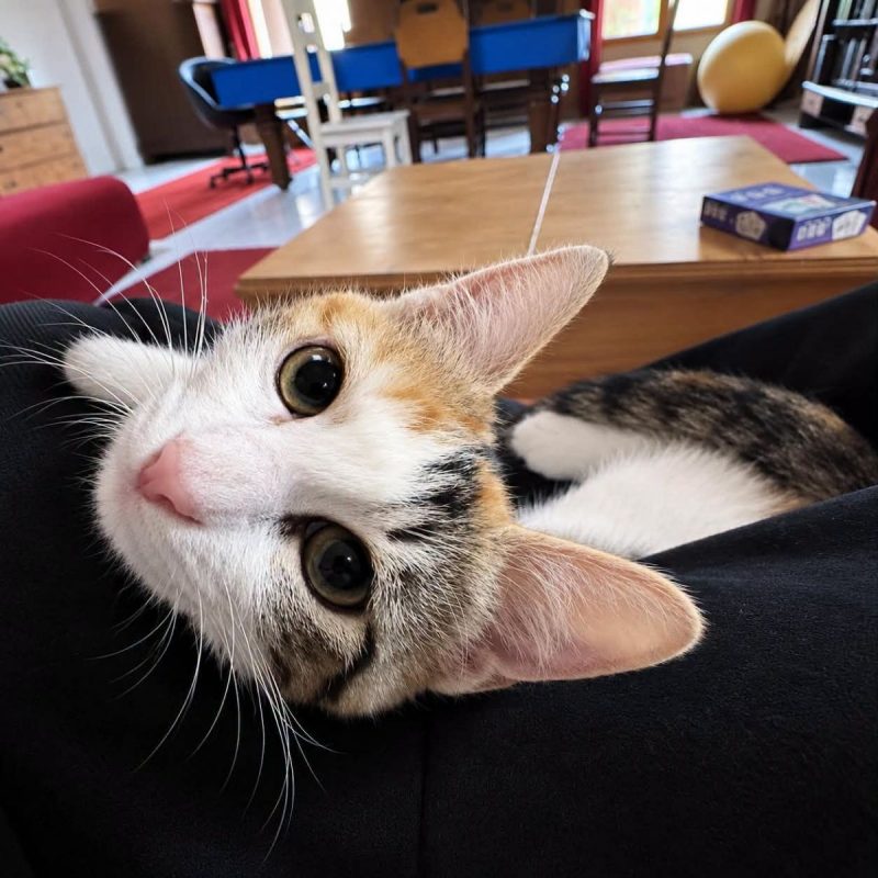 Zimane - Chat Européen à adopter - photo 3