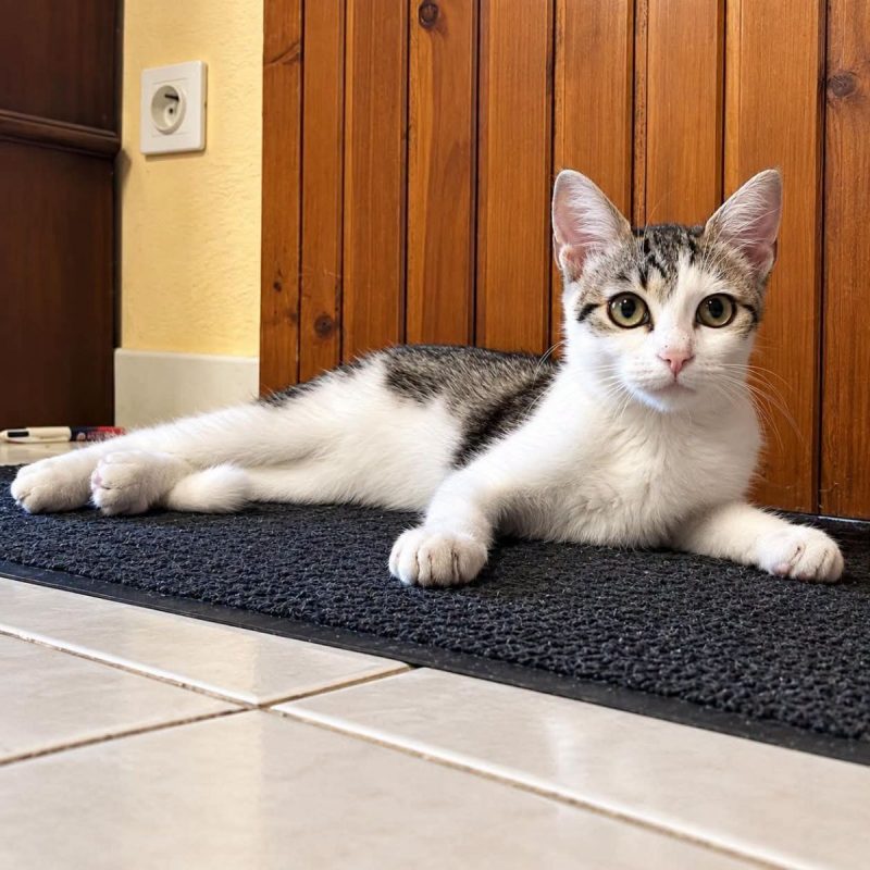 Nyx - Chat Européen à adopter