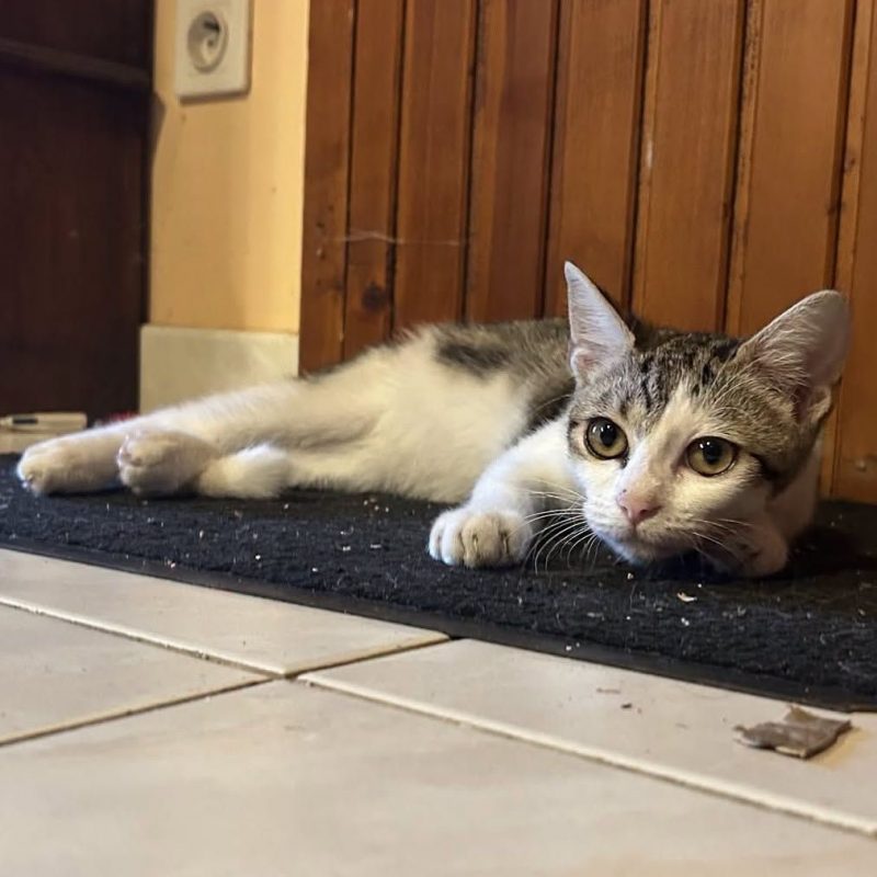 Nyx - Chat Européen à adopter - photo 3