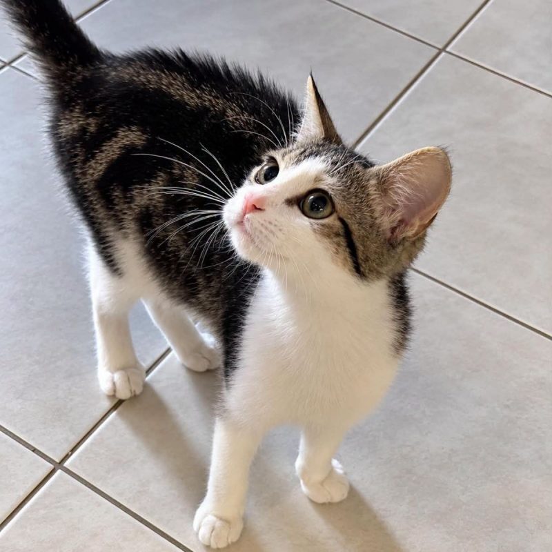Nyx - Chat Européen à adopter - photo 2