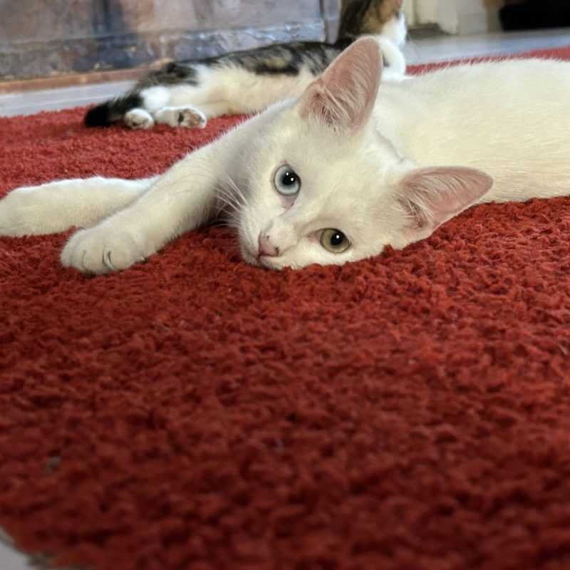 Lucius - Chat Européen à adopter - photo 2