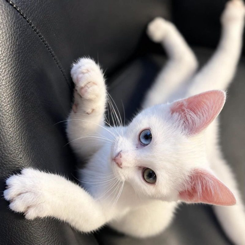 Lucius - Chat Européen à adopter - photo 3