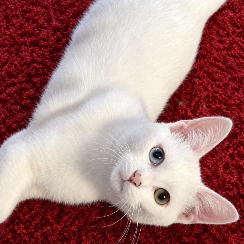 Lucius - Chat Européen à adopter