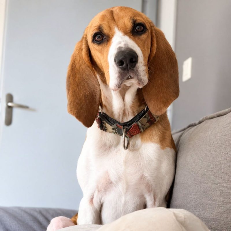 Tropico - Chien Beagle à adopter - photo 3