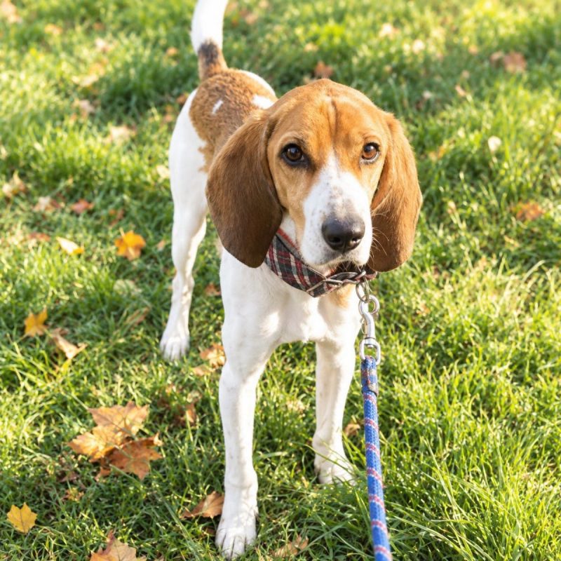 Tropico - Chien Beagle à adopter