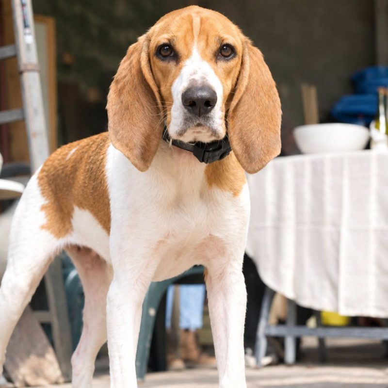 Tropico - Chien Beagle à adopter - photo 2