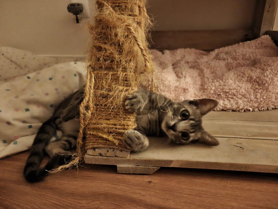 Benito - Chat à adopter - photo 6