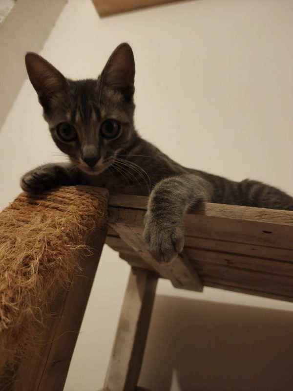 Benito - Chat à adopter - photo 3