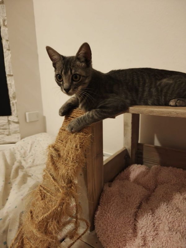 Benito - Chat à adopter - photo 5