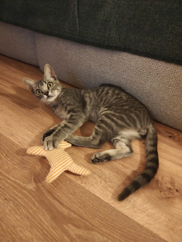 Benito - Chat à adopter