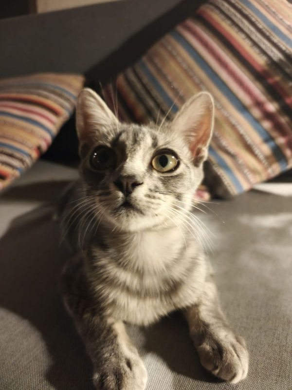 Benito - Chat à adopter - photo 2