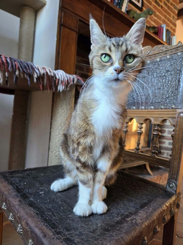 Tea - Chat à adopter - photo 2