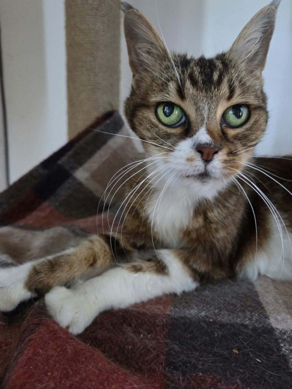 Tea - Chat à adopter