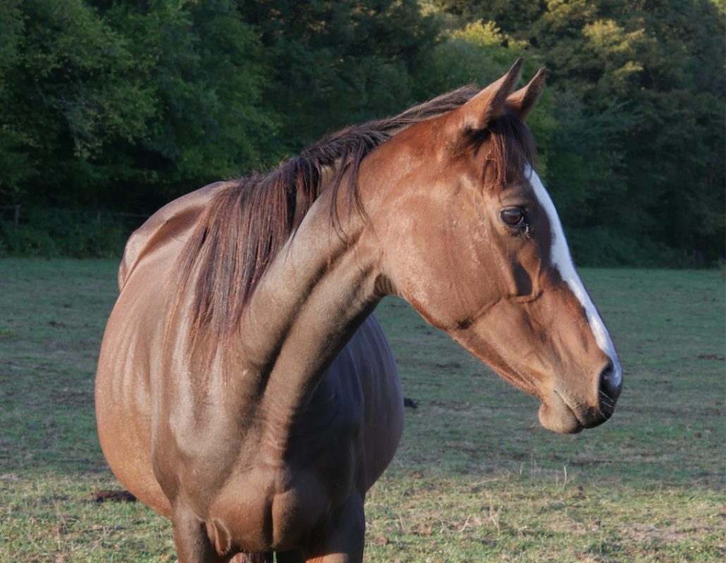 Nahoni de belnoe - Equidé Cheval à adopter