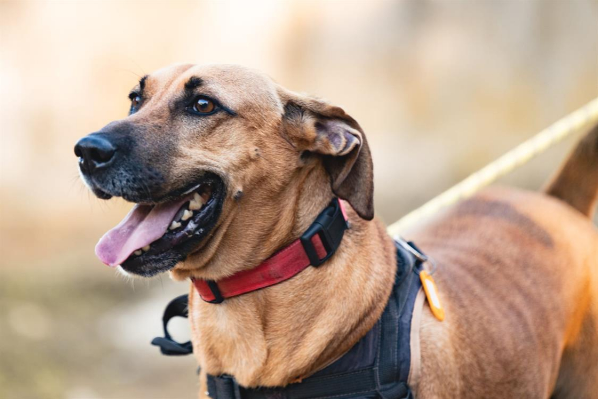 Photo #1 de Starky cn