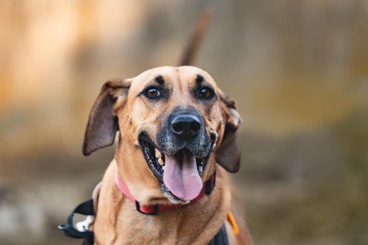 Photo #2 de Starky cn