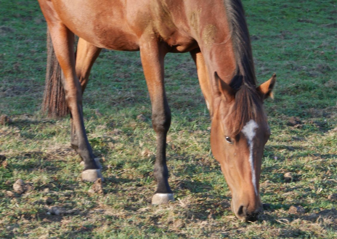 Nanga de belnoe - Equidé Cheval à adopter