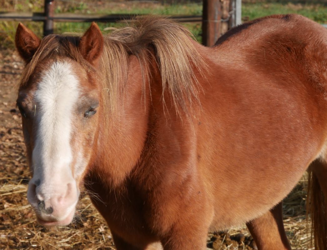 Melka du clemel - Equidé Poney à adopter