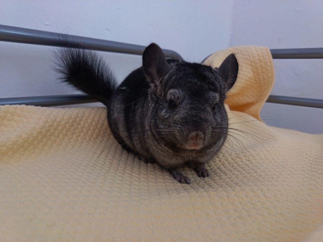 Mickey - Rongeur Chinchilla à adopter