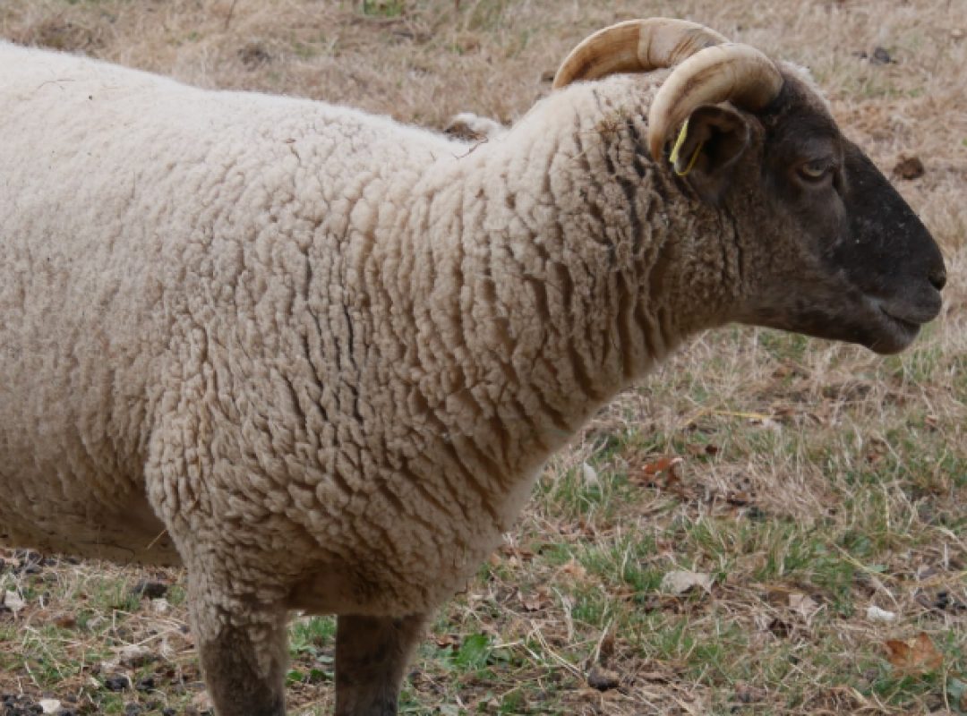 A.j - Animal de ferme Mouton à adopter