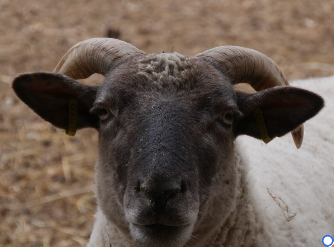 A.j - Animal de ferme Mouton à adopter - photo 2