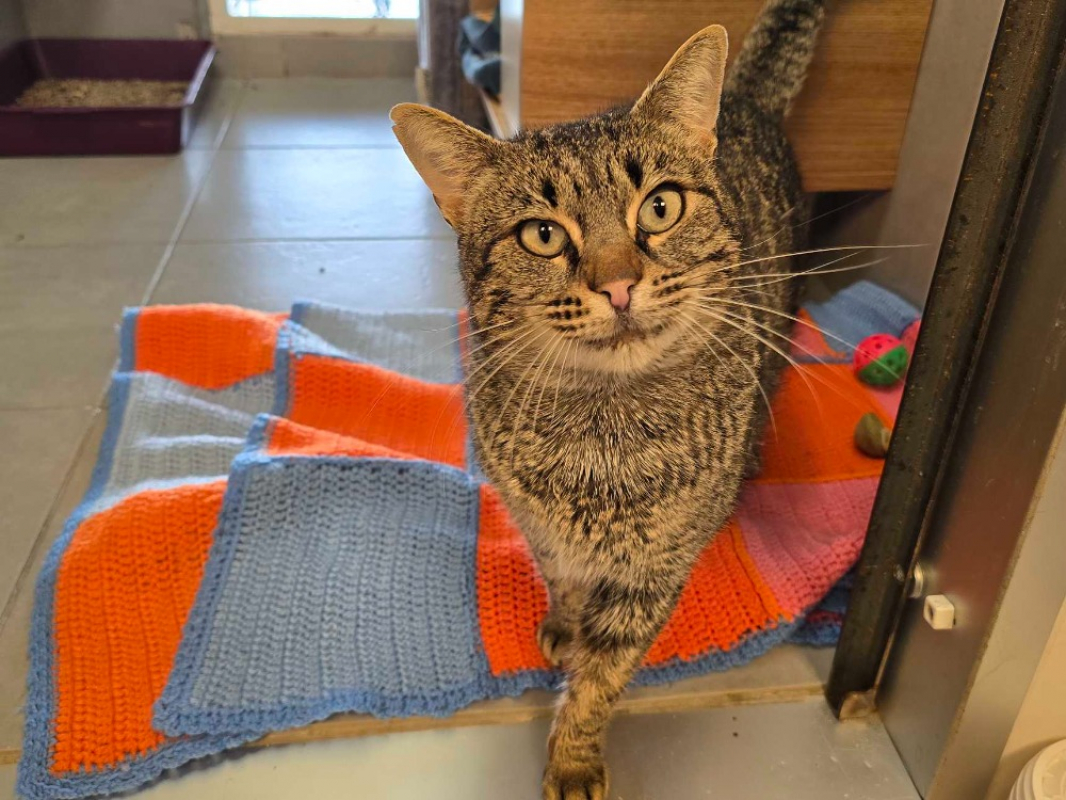 Narcisse - Chat Européen à adopter