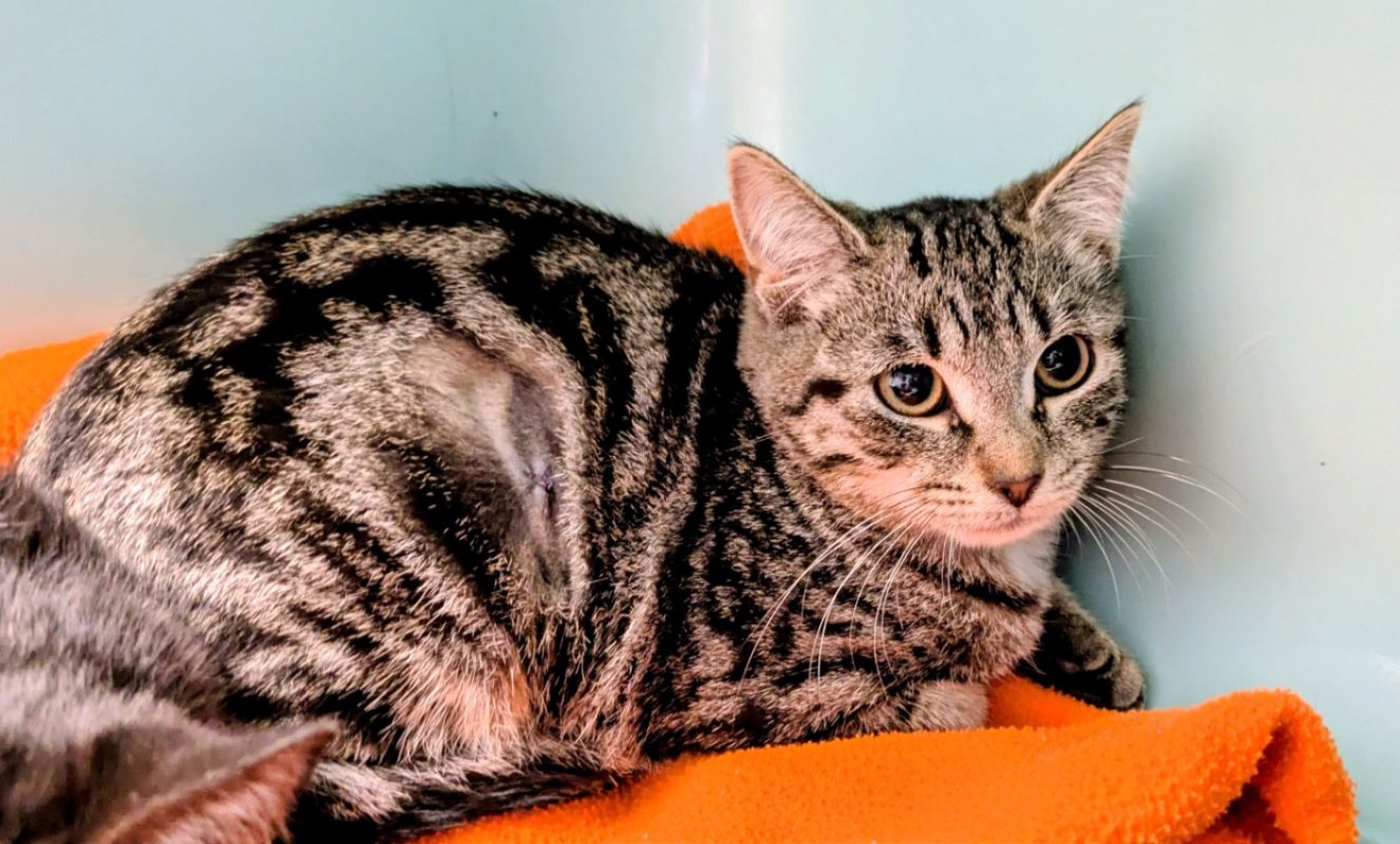 Luna - Chat Européen à adopter
