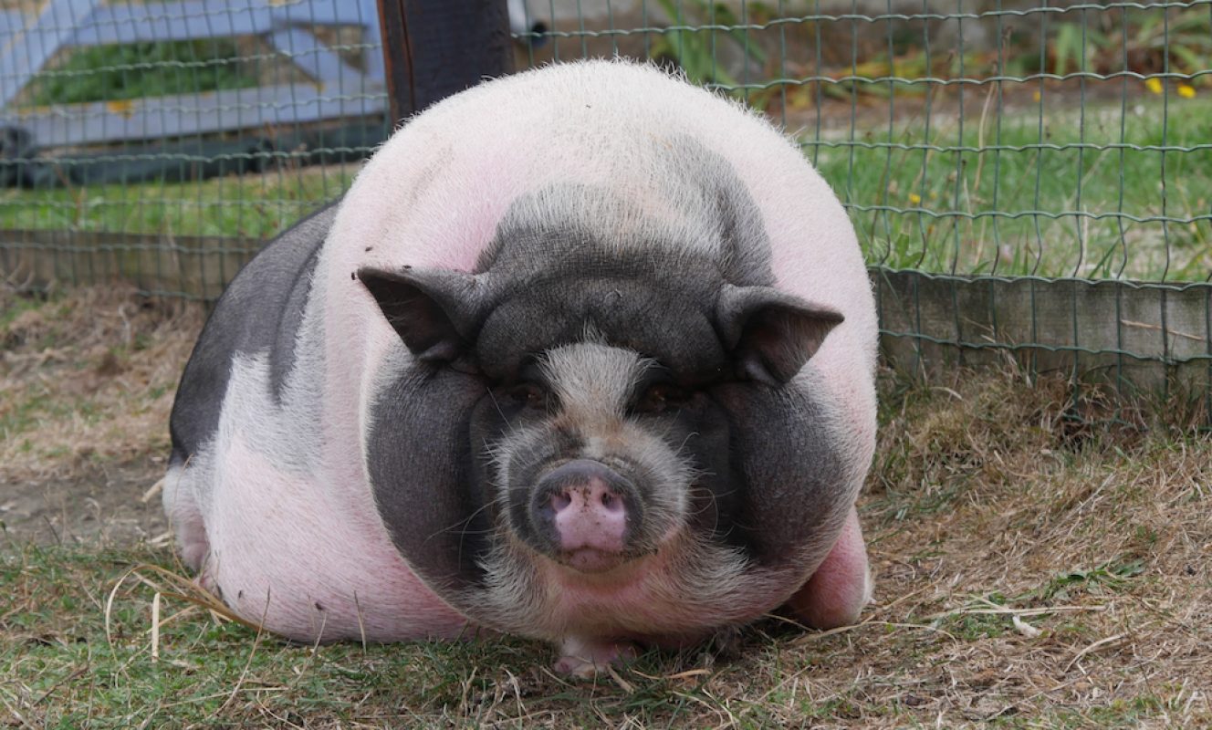 Kura-k-o - Animal de ferme à adopter