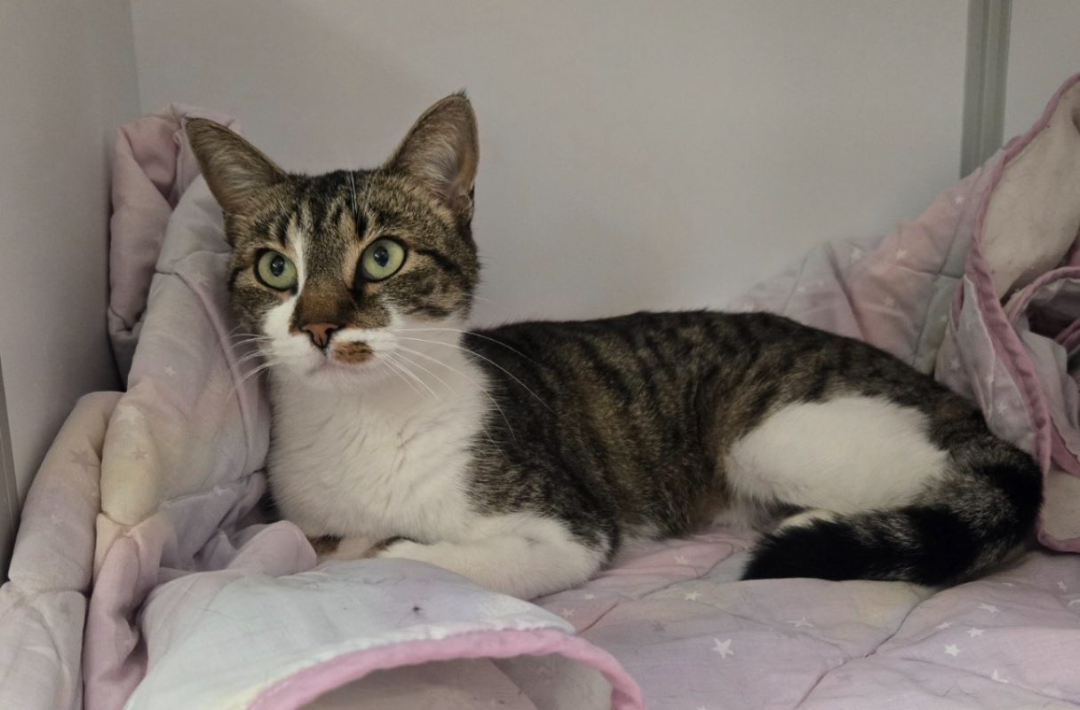 Greta - Chat Européen à adopter