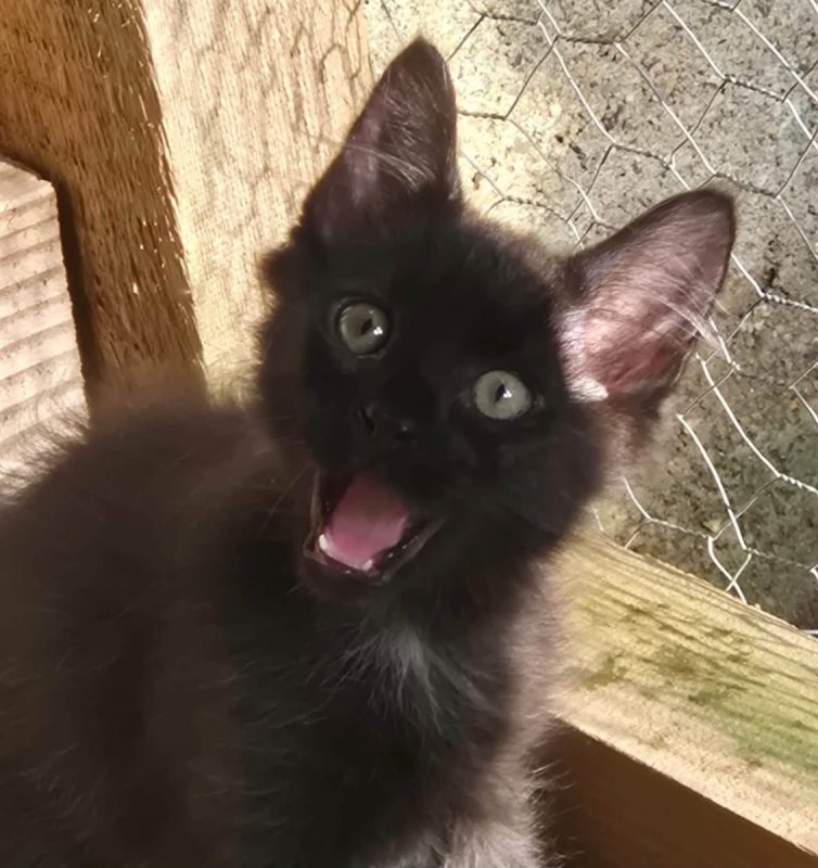 BOUNTY - Chat Européen à adopter - photo 4