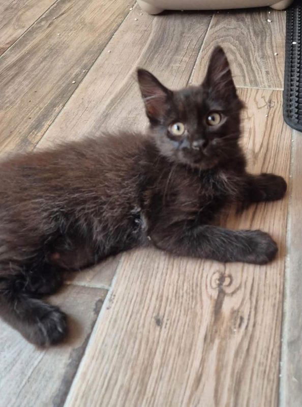 BOUNTY - Chat Européen à adopter - photo 3