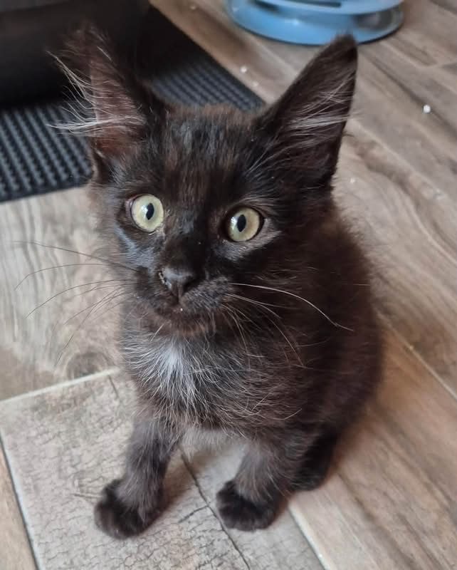 BOUNTY - Chat Européen à adopter - photo 2