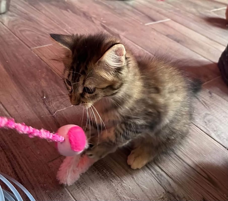 NAMIE - Chat Européen à adopter - photo 3