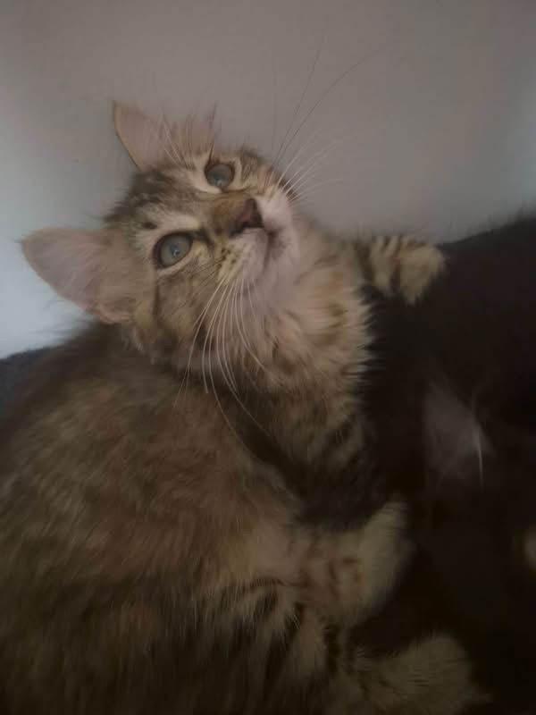 NAMIE - Chat Européen à adopter
