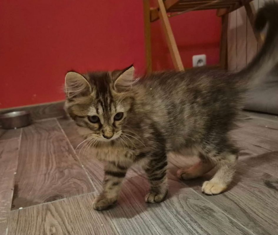 NAMIE - Chat Européen à adopter - photo 2