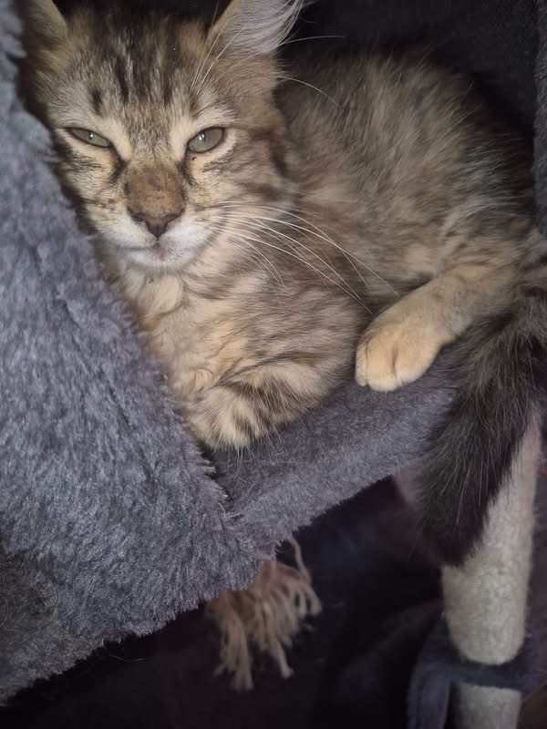 NAMIE - Chat Européen à adopter - photo 4