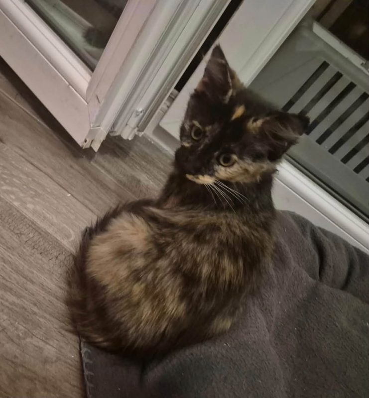YUNI - Chat Européen à adopter - photo 4