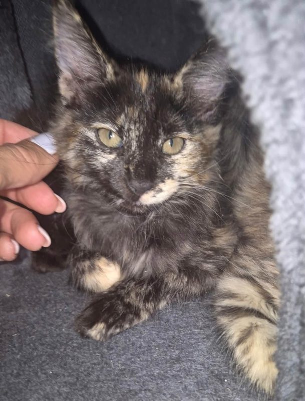 YUNI - Chat Européen à adopter