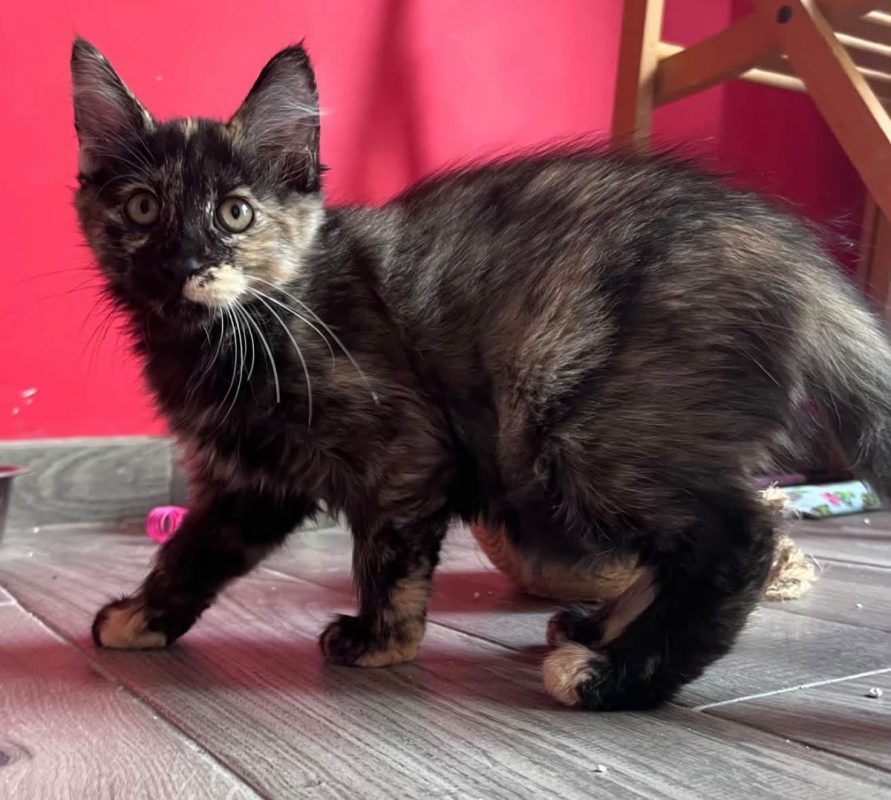 YUNI - Chat Européen à adopter - photo 5