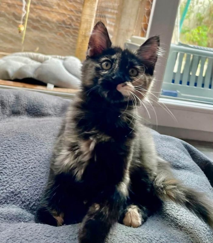 YUNI - Chat Européen à adopter - photo 3