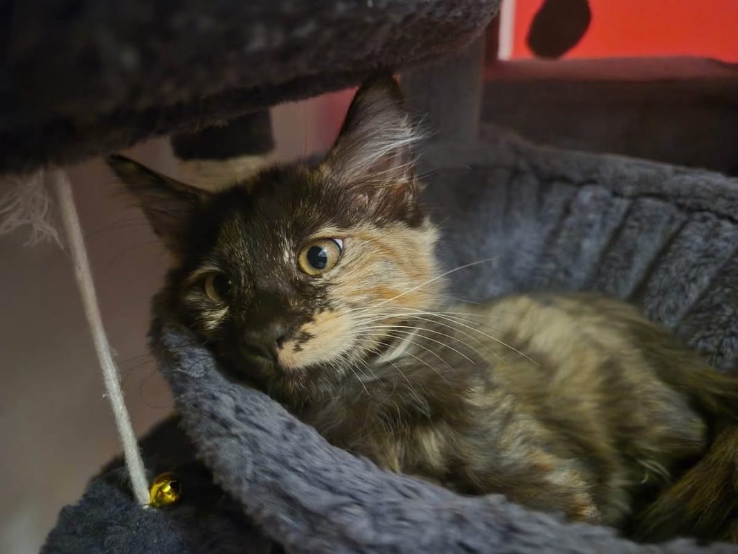 YUNI - Chat Européen à adopter - photo 2