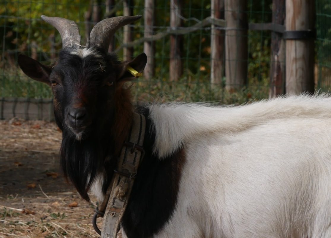 Rhum-bo - Animal de ferme Bouc à adopter