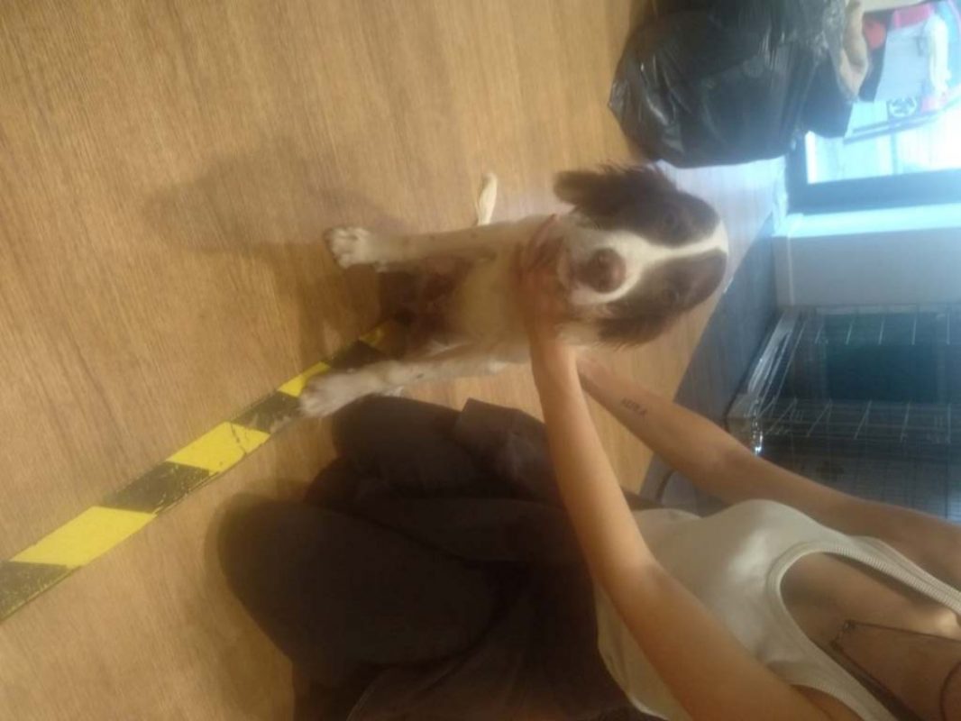 Hermes - Chien Setter Anglais à adopter