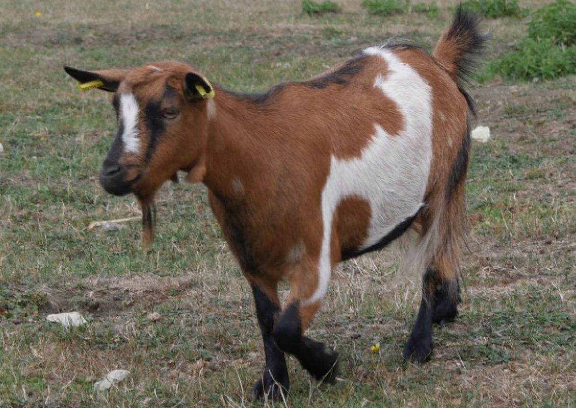 Paupiette - Animal de ferme Chèvre à adopter