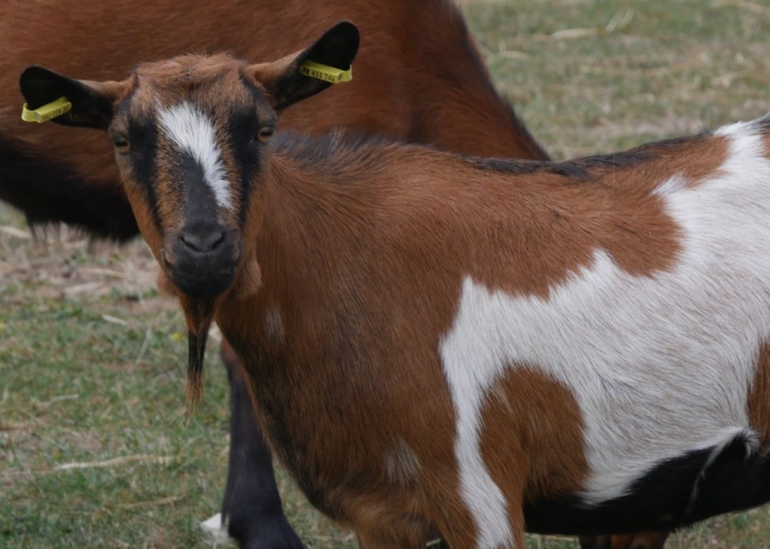 Paupiette - Animal de ferme Chèvre à adopter - photo 2