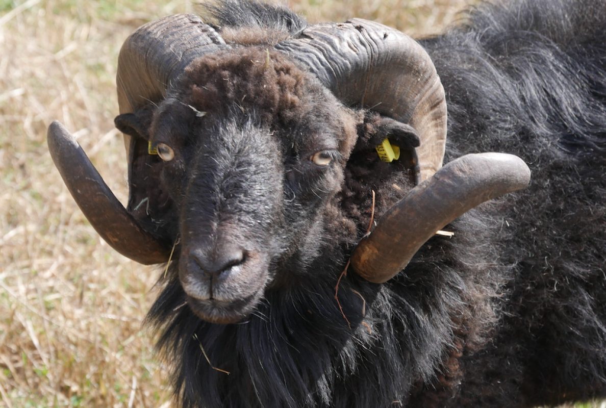 Nobusuke - Animal de ferme Bélier à adopter